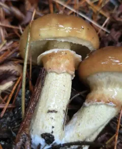 Sour Cap Suillus thumbnail 1