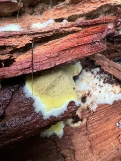 Tanned Toothcrust thumbnail 4