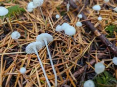 Delectable Bonnet thumbnail 4