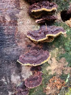 Porodaedalea gilbertsonii thumbnail 1