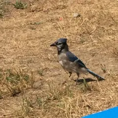 Blue Jay thumbnail 3