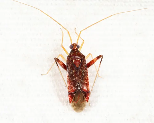 Phytocoris confluens
