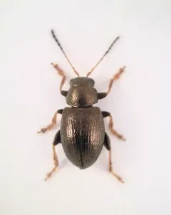 Chaetocnema hortensis thumbnail 3