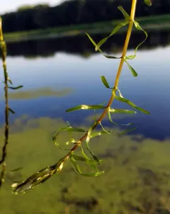 Nuttall's Waterweed thumbnail 1