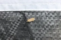 Dichomeris bipunctellus thumbnail 2