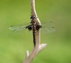 Mantled Baskettail thumbnail 2