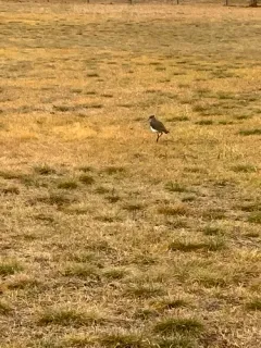 Southern Lapwing thumbnail 2