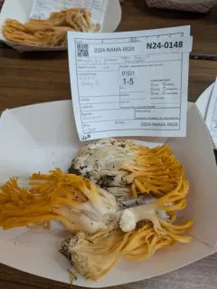 Ramaria leptoformosa thumbnail 2