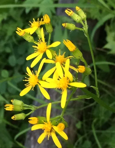 sweet marsh ragwort