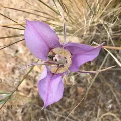 Sagebrush Mariposa Lily thumbnail 3
