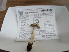 Phlegmacium albescens thumbnail 2