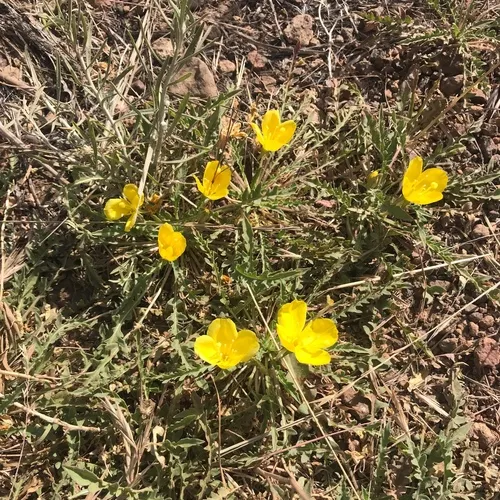tansyleaf evening primrose
