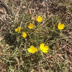 tansyleaf evening primrose thumbnail 1
