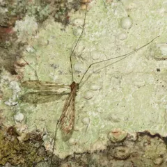 Sixspot Cranefly thumbnail 2