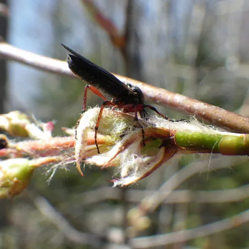Yellow-footed March fly