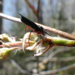 Yellow-footed March fly thumbnail 1