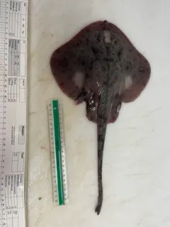 Round Skate thumbnail 3