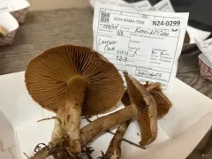 Cortinarius piceidisjungendus thumbnail 2
