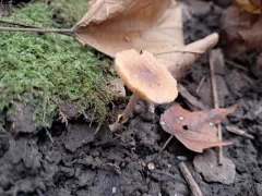 Pholiotina microspora thumbnail 1
