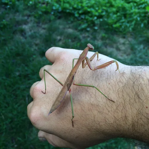 Chinese Mantis