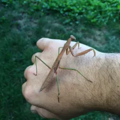 Chinese Mantis thumbnail 1