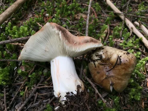 Dense-gilled Russula