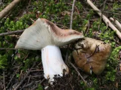 Dense-gilled Russula thumbnail 1