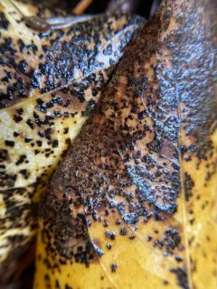 Cottonwood Leaf Rust thumbnail 3