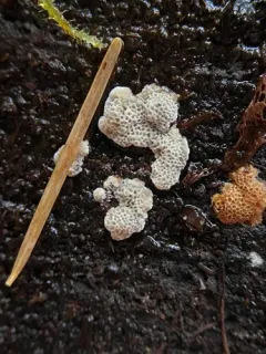 Rhodonia placenta thumbnail 4