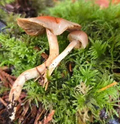 conifer scalycap thumbnail 1
