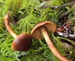 Cortinarius idahoensis thumbnail 1