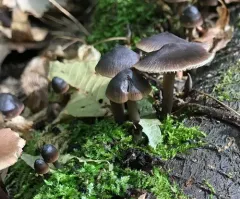 Red-spotted Mycena thumbnail 3