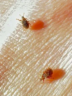 Piazorhinus pictus thumbnail 4