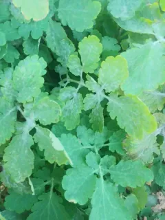 Erysiphe macleayae thumbnail 3