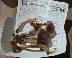 Cortinarius colymbadinus thumbnail 1