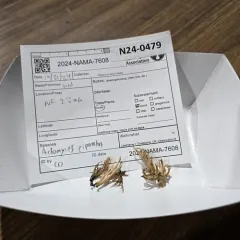 Artomyces piperatus thumbnail 4