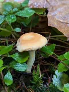 Hydnum melitosarx thumbnail 2