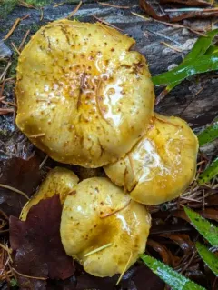 Chestnut Mushroom thumbnail 4