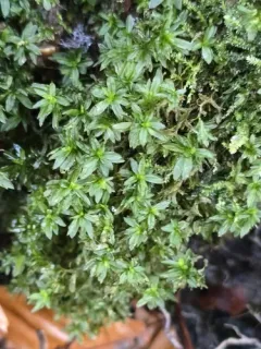 Crispate Smoothcap thumbnail 2