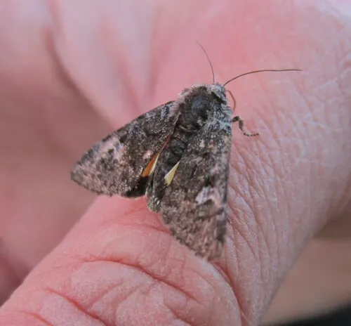 Small Dark Yellow Underwing