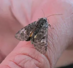 Small Dark Yellow Underwing thumbnail 1