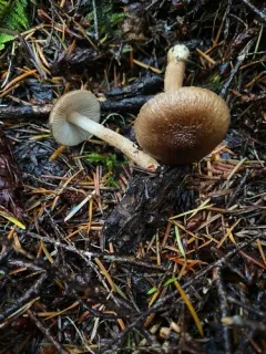 Inocybe pseudoteraturgus thumbnail 3