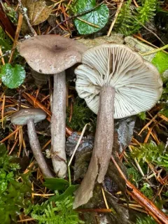 Lactarius glutigriseus thumbnail 3