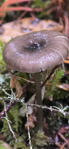 Entoloma rectangulum