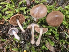 Cortinarius boulderensis thumbnail 2
