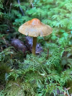 Inocybe olympiana thumbnail 3