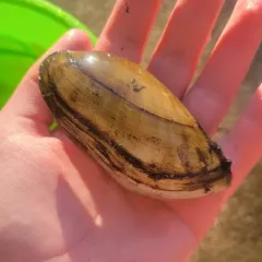 Yellow Sandshell thumbnail 3