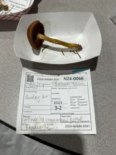 Cortinarius subrufulus thumbnail 2