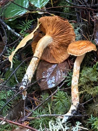 Cortinarius ochropallens