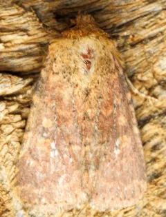 Southern Scurfy Quaker thumbnail 2